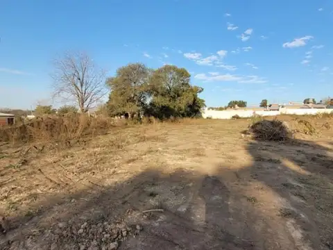 Larrea 1300