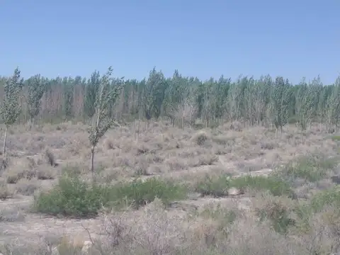 Al este de Ruta 149 100