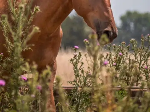 Terreno en Venta en Cañuelas, USD 33.000