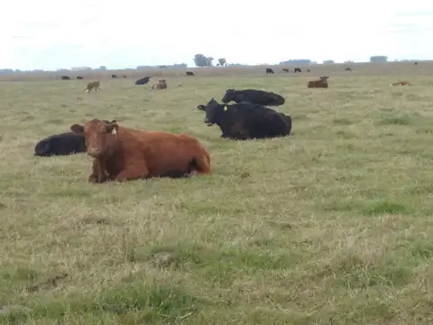 Campo mixto de 200HA