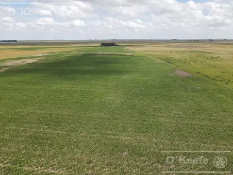 Campo en venta de 300 has en Pila