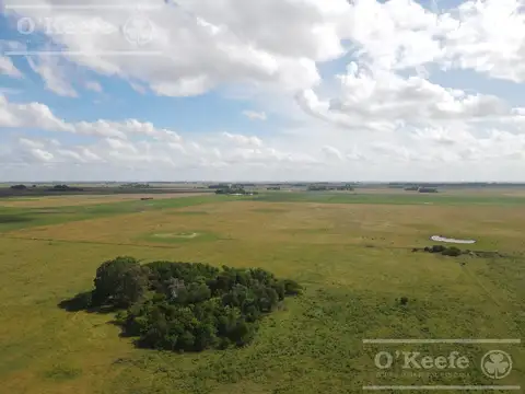 Campo en venta de 300 has en Pila