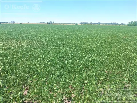 Campo en venta de 300 has en Pila