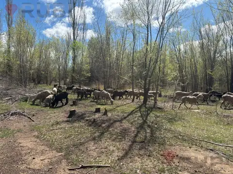Terreno en Venta en General Fernandez Oro, General Roca