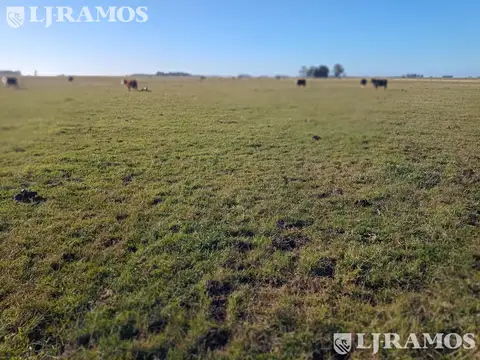 300 ha ganaderas, Labardén, Pdo. Gral. Guido, Bs. As.