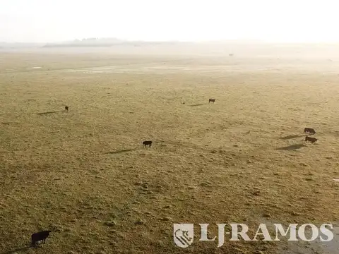 300 ha ganaderas, Labardén, Pdo. Gral. Guido, Bs. As.