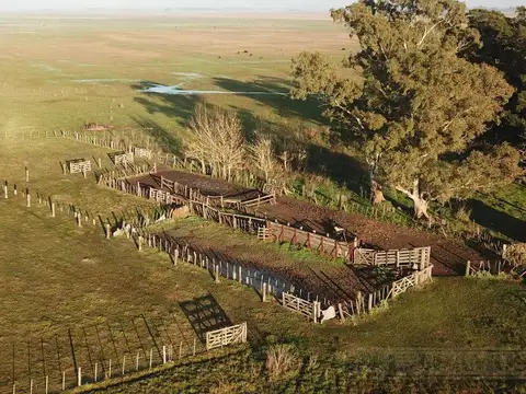 300 ha ganaderas, Labardén, Pdo. Gral. Guido, Bs. As.