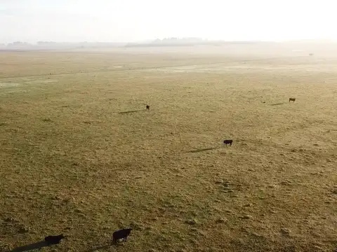 300 ha ganaderas, Labardén, Pdo. Gral. Guido, Bs. As.