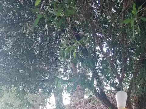 Casa en venta - 2 Dormitorios 1 Baño - 2.005Mts2 - Islas del Tigre