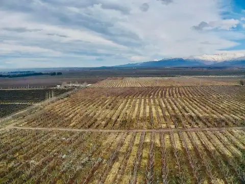 Exclusiva Finca Premium en Venta en Los Chacayes