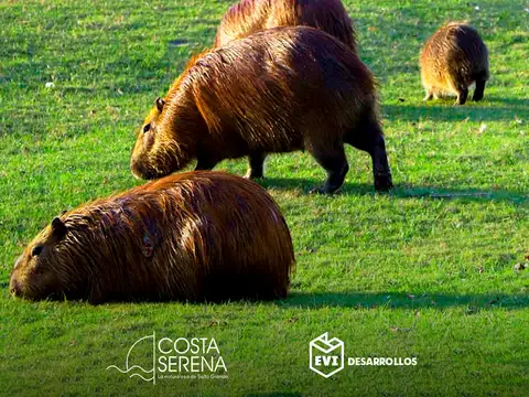 Terreno en Venta 31  mts Frente