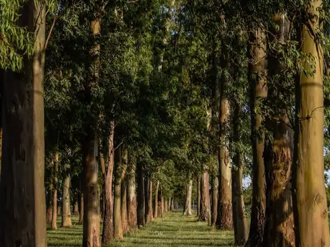 Campos de Roca 2 100