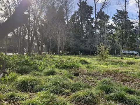 Colonia 600