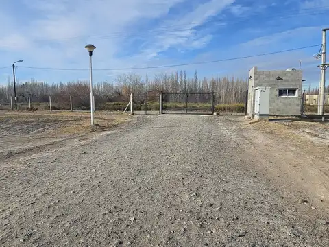 "Viejo Roble". Neuquén Capital