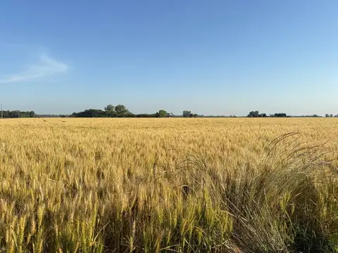 Campo en venta en Suipacha - 10 hectáreas