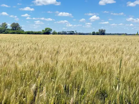 Campo en Venta de 10  ha