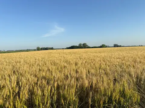 Campo en Venta Agricola