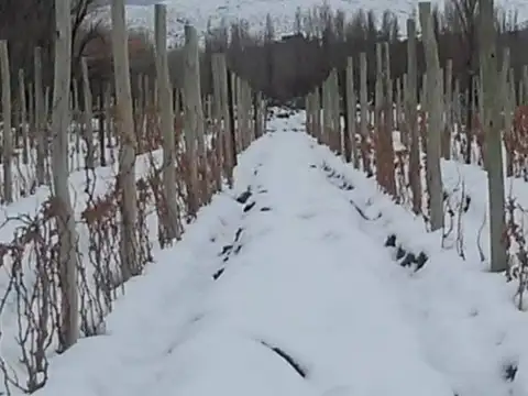 Bodega viñedos y campo en Los Altares, Chubut.