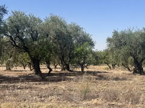 Finca Lunlunta Maipu