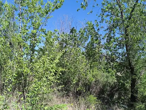 Terreno en Venta en Villa Parque Siquiman, USD 17.990