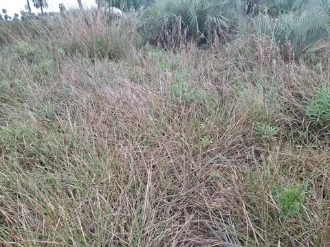 9000ha en Santa Rosa, Corrientes