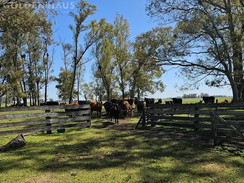 Campo de 50 hectareas a 10 km de Saladillo - Colonia Maria Luisa