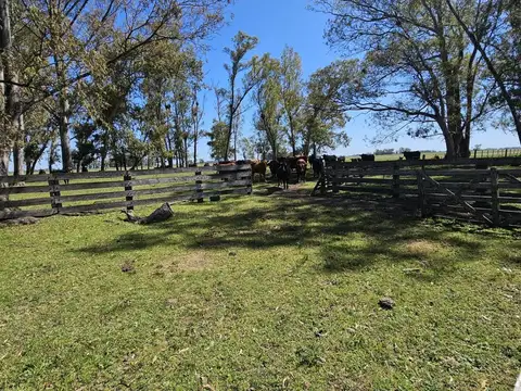 Campo de 50 hectareas a 10 km de Saladillo - Colonia Maria Luisa