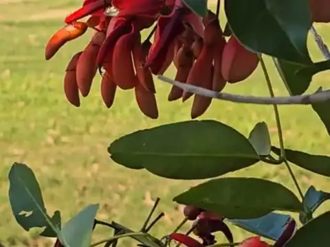 Terreno en Venta 46  mts Fondo