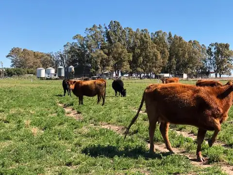 VENTA  216 HAS GANADERO - LA CHOZA, SOBRE RUTA 47