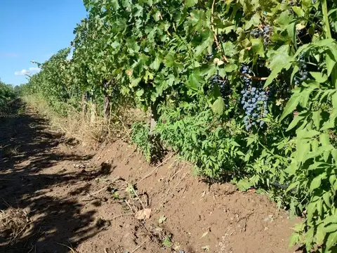 Finca en venta en Ruta 40, Ugarteche