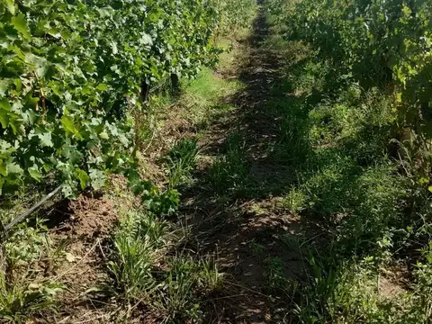 Finca en venta en Ruta 40, Ugarteche