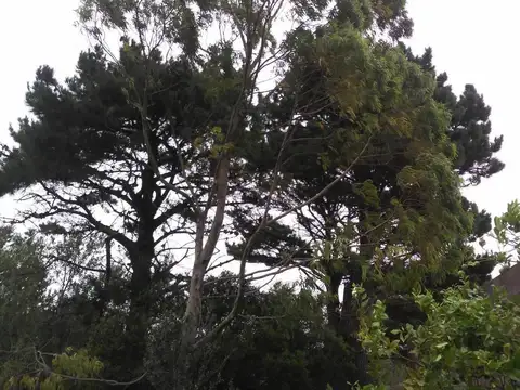 Terreno - Venta - Las Gaviotas