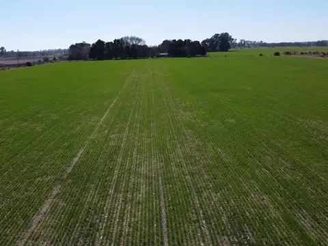 Campo de 12 ha en Las Chacras