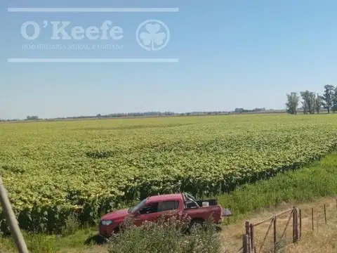 Campo en venta de 381 has en 9 de Julio