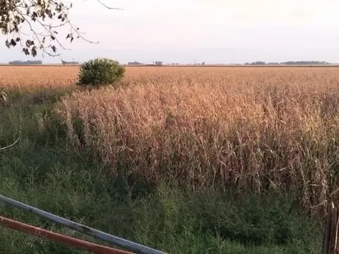 Campo en venta - 280 Hectáreas - Bolívar