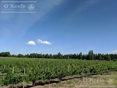 Finca de 46 has en San Rafael, Mendoza.