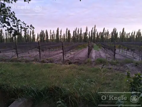 Finca de 46 has en San Rafael, Mendoza.