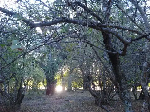 Campo en venta en Coronel Juan Sola SALTA