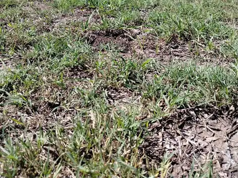 Maximo Herrera esquina Cañada de Gomez