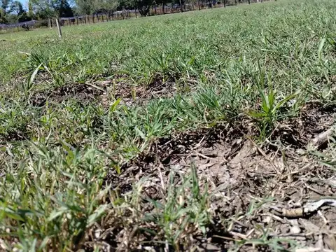 Terreno en Virrey Del Pino