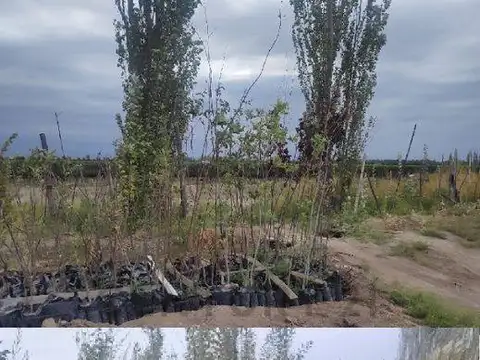 Campo en venta