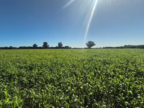 Camino De Santos Vega