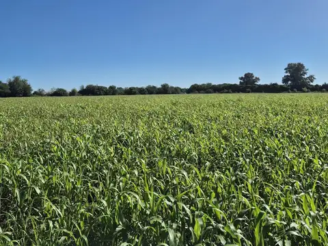 Campo mixto 36 agricolas / ganaderas