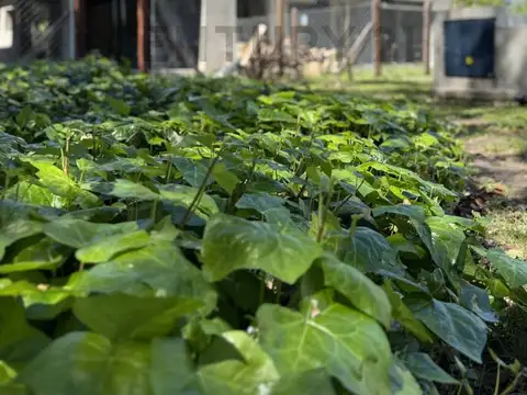 Casa de 2 Dormitorios - SUM- Pileta-Amplio espacio verde- City Bell 461 c e/ 13c y 14 C.ARBOLES