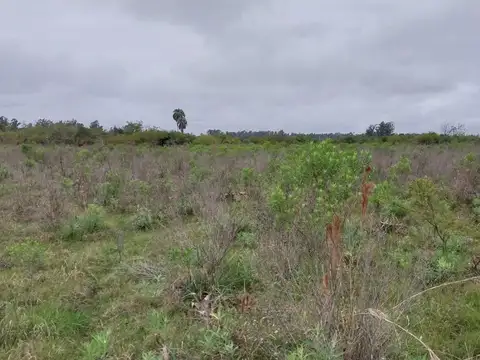 CAMPO DE 4 Ha EN GRANJA AMELIA A 10 KM DE GOYA