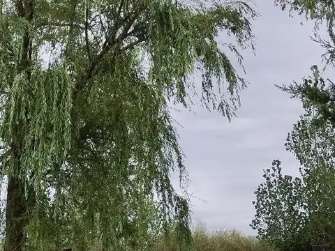 Terreno en Venta de 10000,0 m2