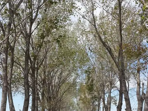 Terreno en Venta de 930,0 m2