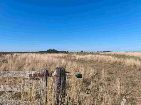 CAMPO GANADERO EN VENTA