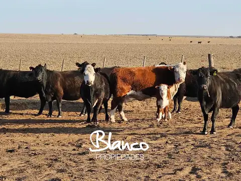 Terreno Campo  en Venta en La Pampa Capital, La Pampa, Argentina