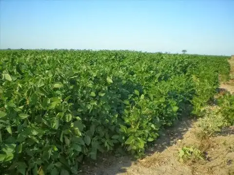 Campo en Malbran
